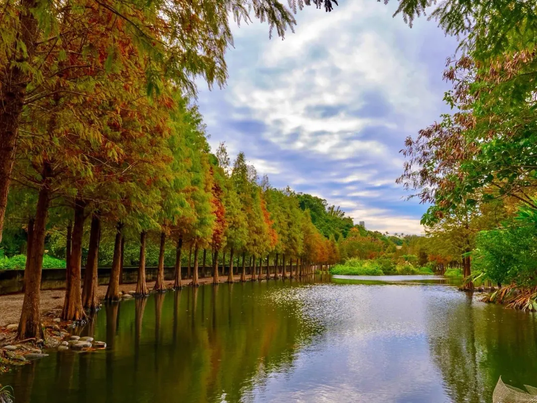 桃園大溪月眉人工濕地生態公園，種植了370棵落羽松林面積達3公頃，每年秋冬都會由綠、黃轉紅，倒映水面繽紛美麗。（圖／福容大飯店提供）