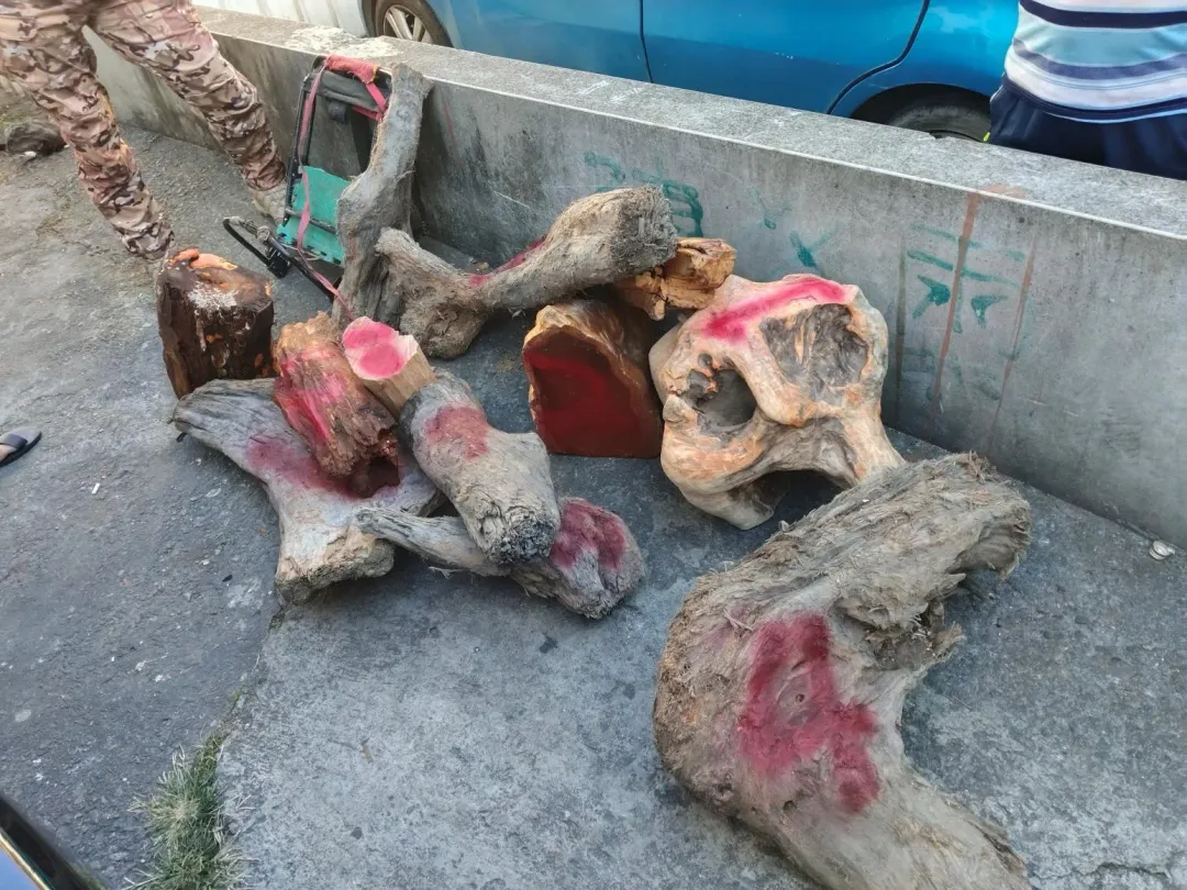 犯罪集團盜伐後，將贓木販售予長年配合收贓之林姓犯嫌提煉精油等加工品。（圖／警方提供）