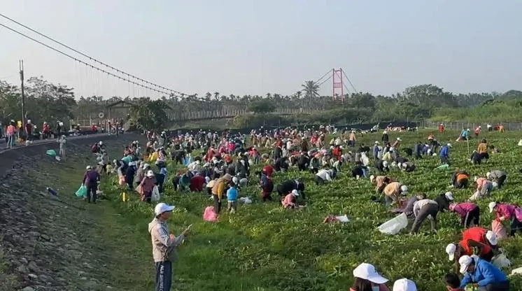 活動以「拔蘿蔔」諧音「好彩頭」,寓意為民眾帶來新一年的好運與美好開端。(圖/中天新聞)