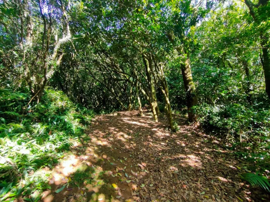 荷蘭古道部分路徑有分岔、泥濘，需要使用離線地圖並結伴而行。（圖／台灣山野樂活協會授權提供）