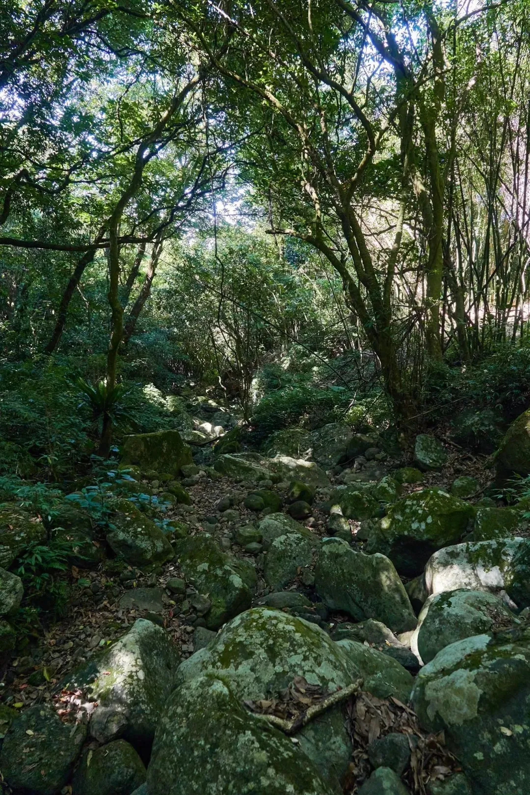 荷蘭古道內有些路跡已不明顯，需要事前做功課再來探索。（圖／台灣山野樂活協會授權提供）