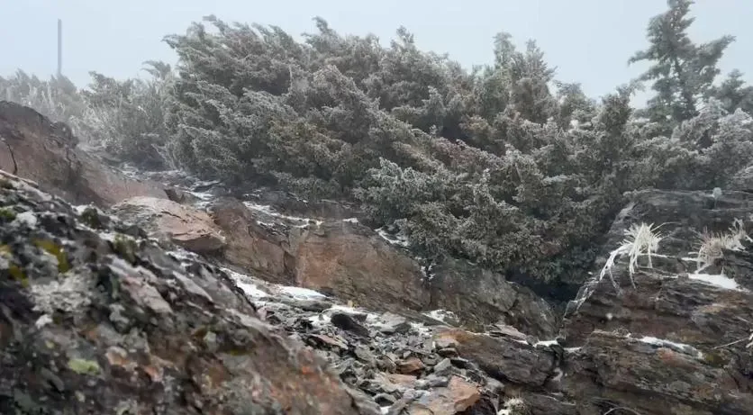 玉山今（3）日下午13時05分再度下雪，時間持續35分之久。（圖／翻攝畫面）