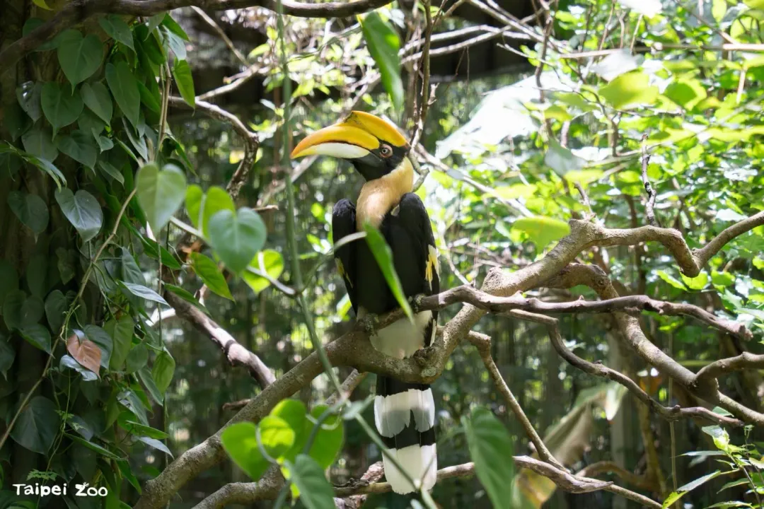 台北市立動物園7日表示，自泰國來台逾23年的雌性雙角犀鳥「白目」因嚴重體腔發炎不治死亡。（圖／翻攝自Taipei Zoo 臺北市立動物園臉書）