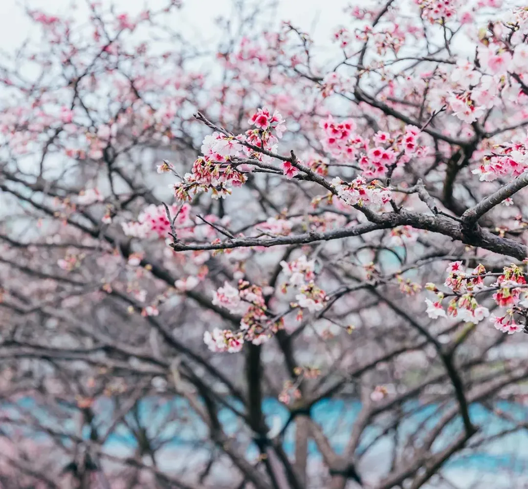 陽明山素有「台北後花園」美稱，到了春初，山上的寒櫻點點綻放。（圖／翻攝自花IN台北官網）