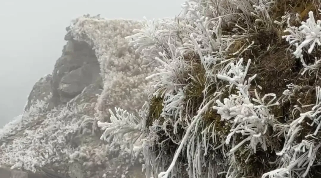 合歡山下雪。(圖/翻攝畫面)