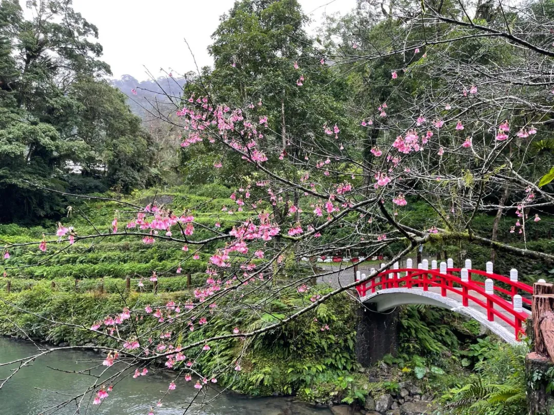 雲仙樂園正值1-4月是賞櫻的好時機。（圖／翻攝自雲仙樂園臉書）