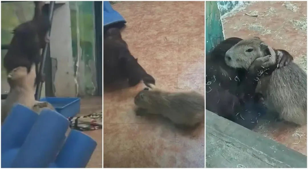水豚一直被拉腿拖行。（圖／翻攝微博）