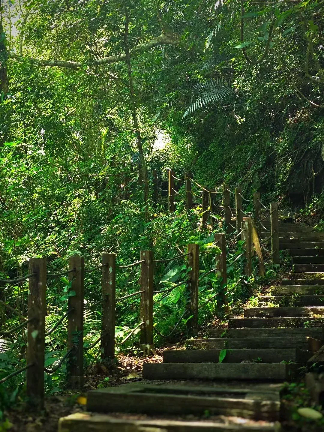 在新竹縣橫山鄉與尖石鄉交界的南坪古道與馬胎古道，是內灣地區著名的健行步道。（圖/讀者提供）