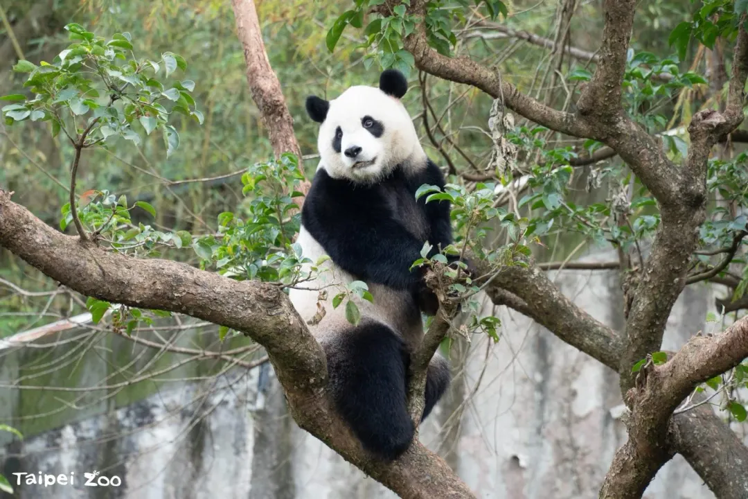 圓寶繼續朝著健康寶寶的方向邁進。（圖／台北市立動物園官網）