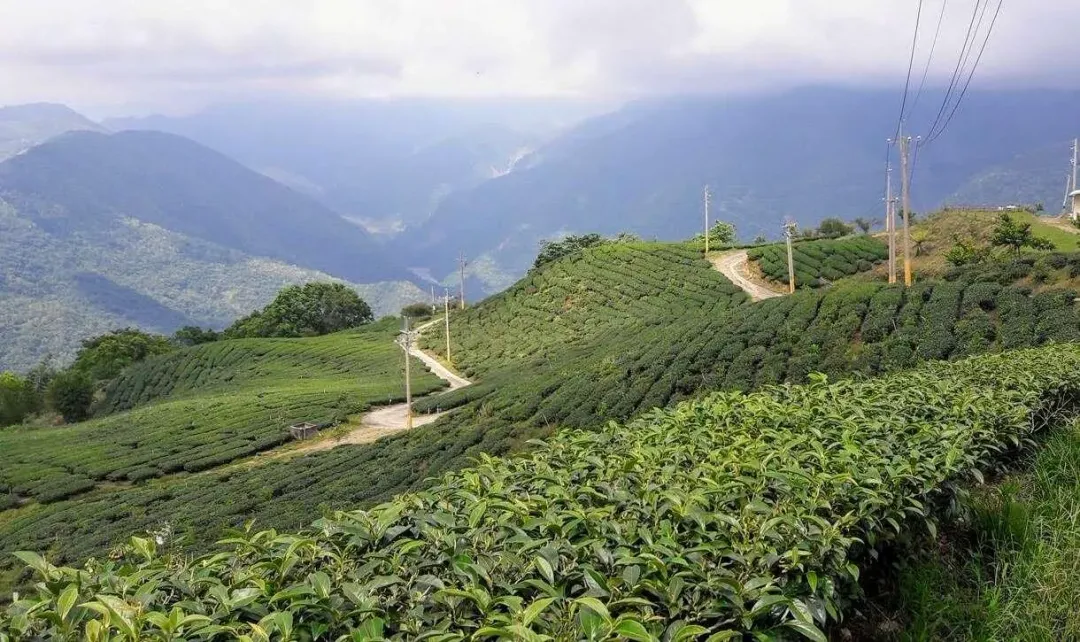寶山里寶山部落(二集團部落) 目前總共有六條步道。（圖／寶山部落提供）