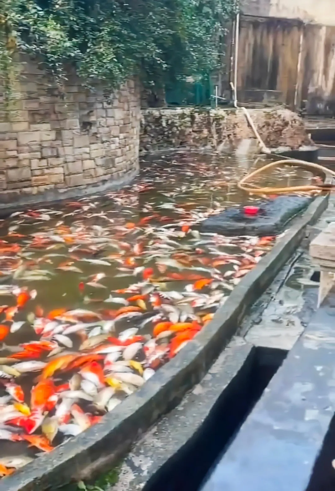 重慶觀音橋魚池的錦鯉近日大量死亡。(圖/翻攝自微博)