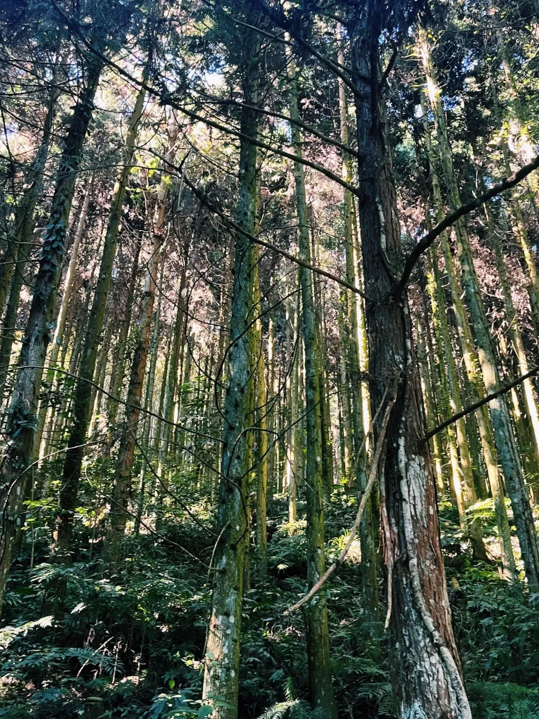 泰雅族人在狩獵前會分別告知「土地、生命、祖靈」，以祈求平安歸來。（圖/鄭緯浩攝）