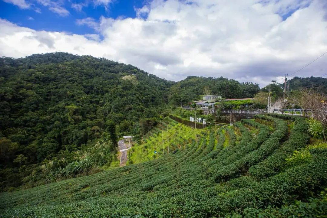 石碇茶園梯田風景也不容錯過，坐在高處一覽田園好風光。（圖／翻攝自新北市觀光旅遊網）