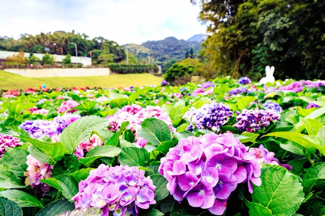 繡球花色會因土壤酸鹼度分成紅、藍色系，大溝溪生態治水園區內各色繡球花都有。（圖／翻攝自台北市工務局水利工程處官網）
