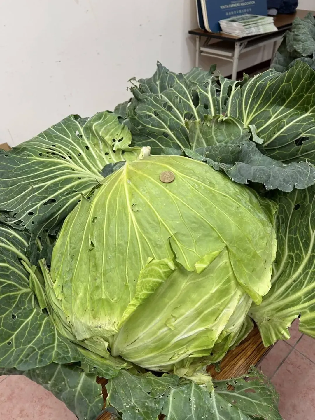 巨大高麗菜與硬幣對比。（圖／中天新聞）