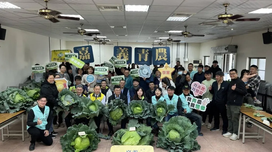 嘉義縣農會今天舉辦巨大高麗菜決賽。（圖／中天新聞）
