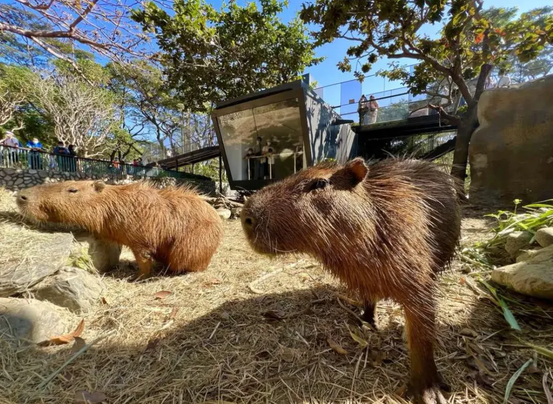 高雄壽山動物園推出春節優惠及活動。（圖／高雄壽山動物園）