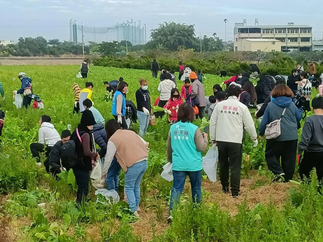 南投市公所今天在營盤路舉辦拔蘿蔔活動。(圖/翻攝自南投縣議員宋懷琳臉書)
