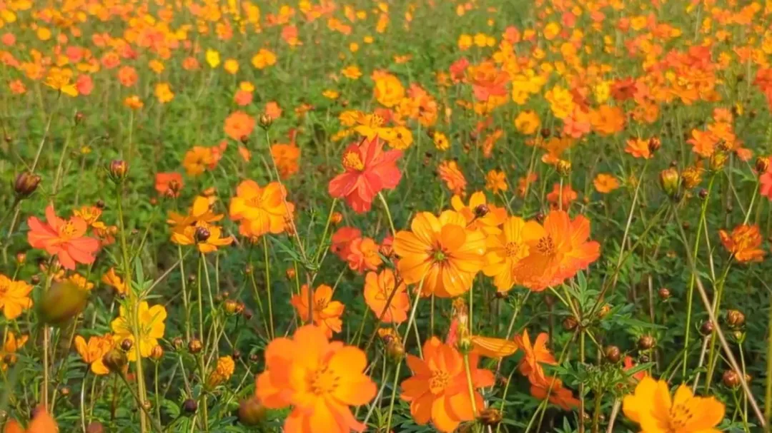 美濃花海。（圖／翻攝畫面）