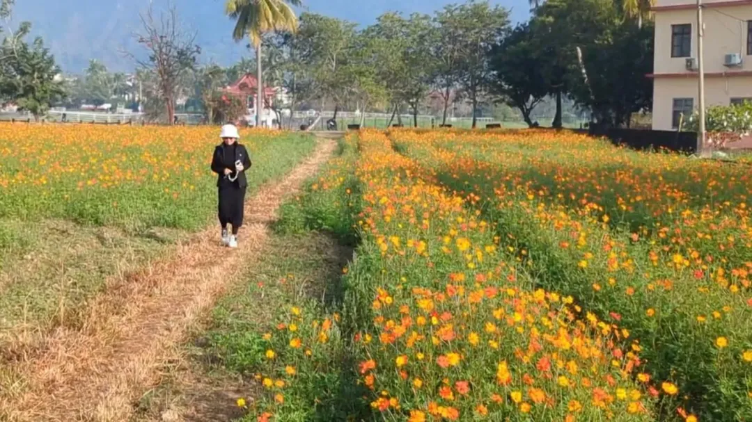 美濃花海。（圖／翻攝畫面）
