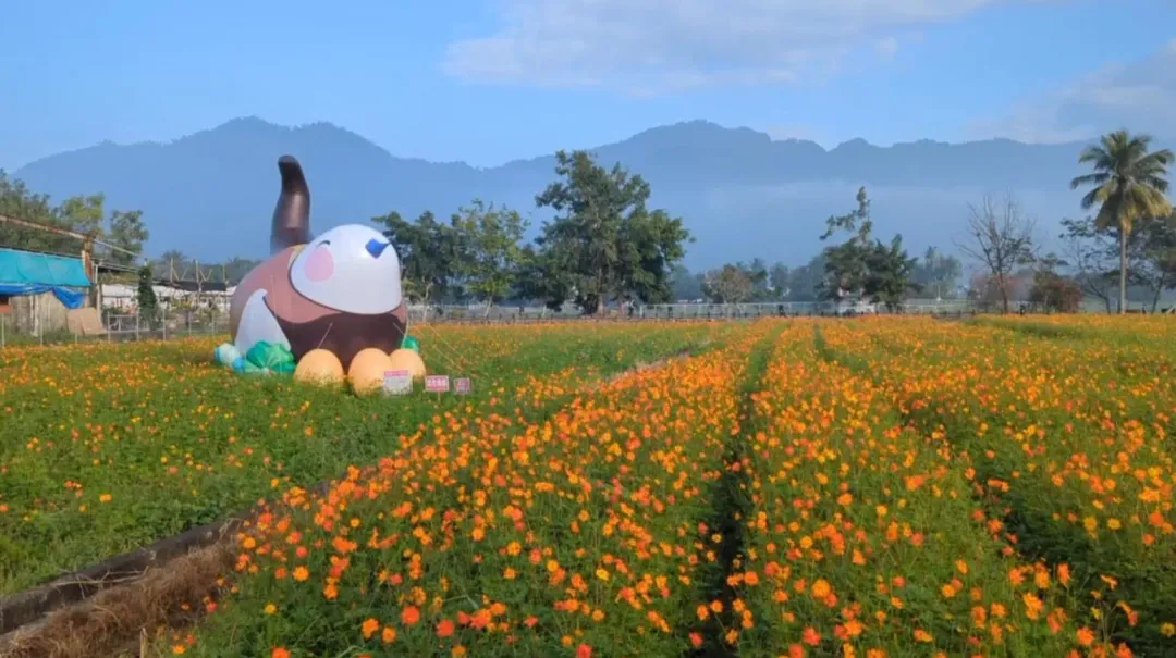 美濃花海。（圖／翻攝畫面）