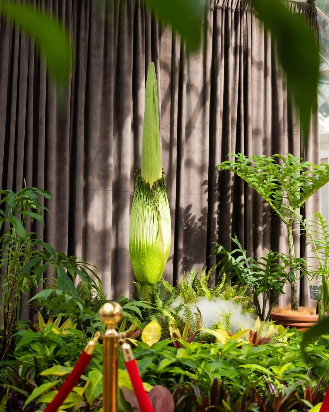 雪梨皇家植物園的「屍花」（corpse flower）睽違15年即將盛開。（圖／翻攝FB@Botanic Gardens of Sydney）