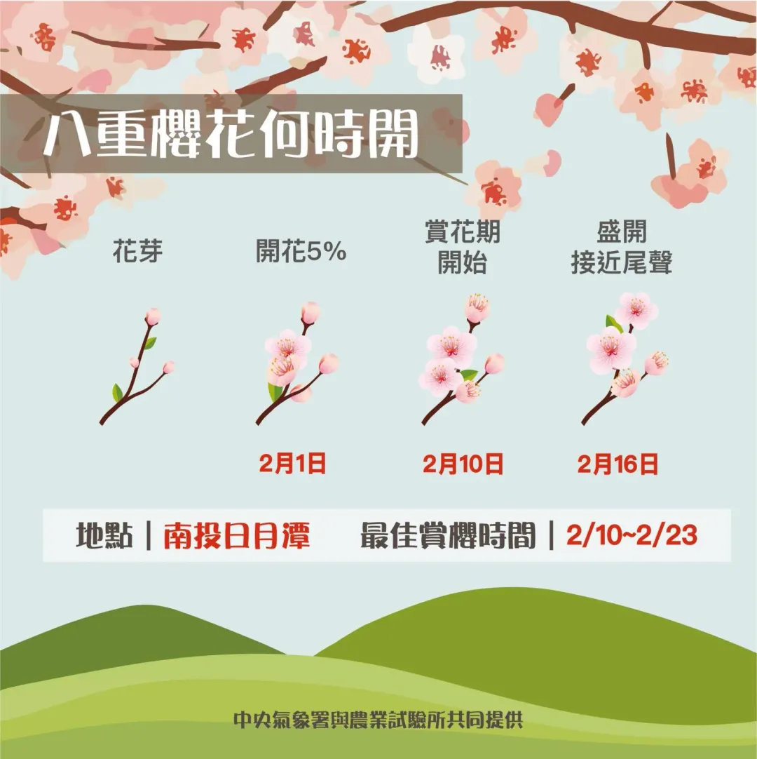 氣象署公布八重櫻花花期。（圖／「報氣候-中央氣象署」臉書粉專）