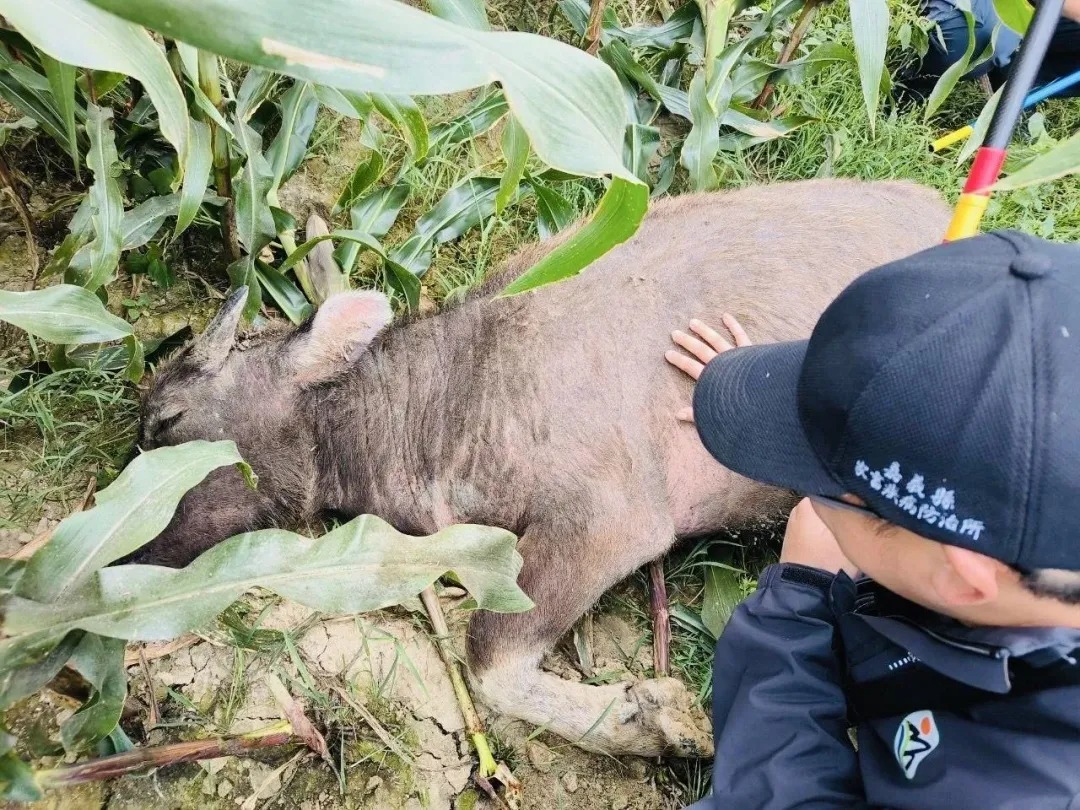 牛隻經注射麻醉後才終於倒地沒有繼續逃跑。（圖／中天新聞）
