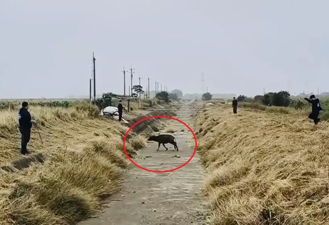 嘉義義竹中平村日前出現不明牛隻跑進玉米田，家畜防疫所出動抓捕人員。（圖／中天新聞）