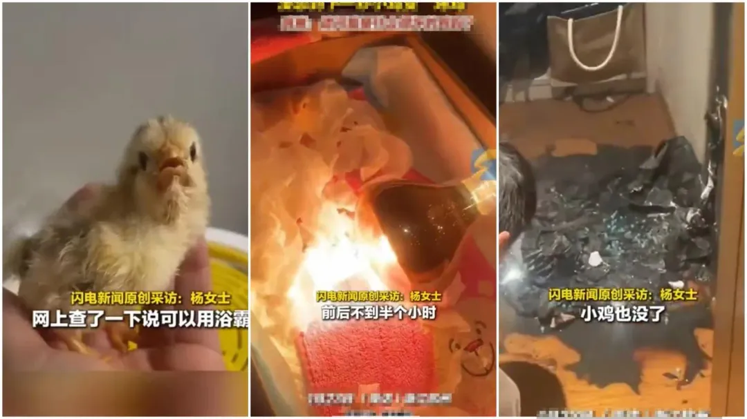 陸女為小雞保暖不料慘變烤雞。（圖／翻攝微博）