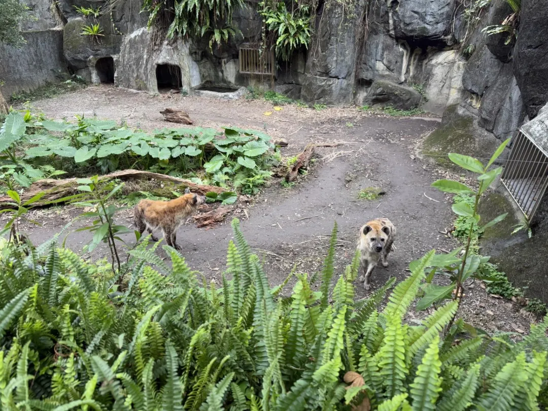 斑點鬣狗咬力高達400公斤,是人類的12倍。(圖/台北市立動物園提供)