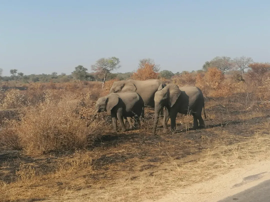 圖為克魯格國家公園的大象。（圖／翻攝X@SANParksKNP）