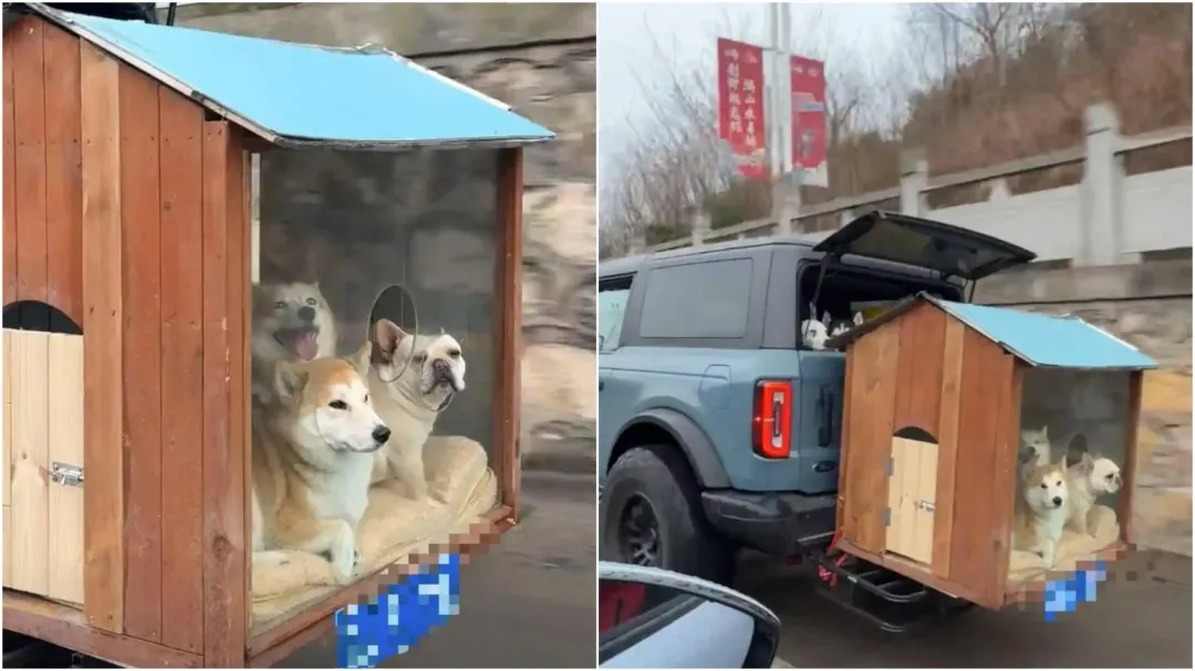 大陸周姓男子返鄉一車載了九隻狗，吸引旁人搶拍。（圖／翻攝小紅書）