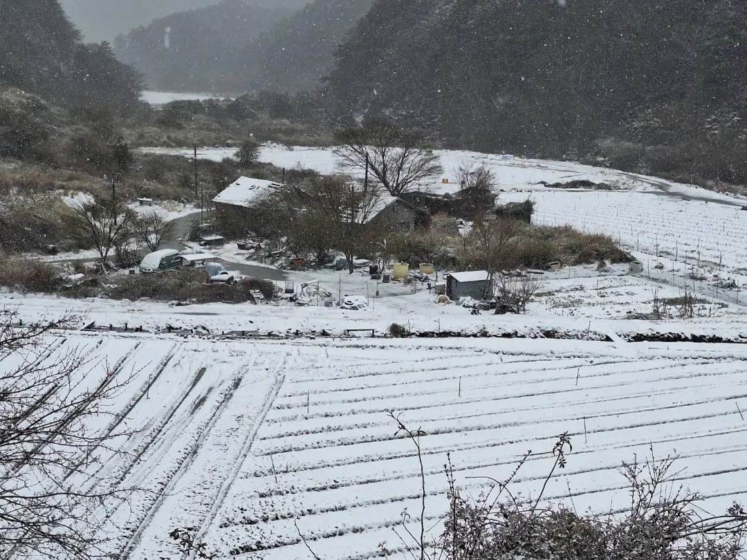山區田野變成白茫茫一片，銀裝素裹有如雪白仙境。（圖／武陵農場提供）
