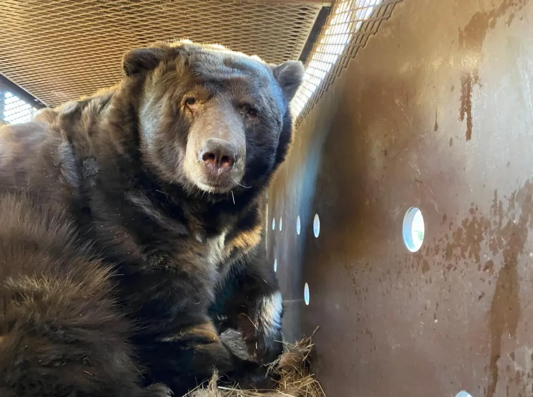 被捕獲的大野熊。(圖/翻攝FB@California Department of Fish and Wildlife)