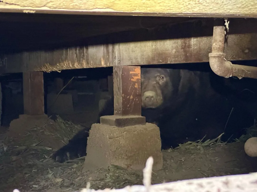 238公斤的大野熊最後被美食誘惑爬出地下空間。(圖/翻攝FB@California Department of Fish and Wildlife)