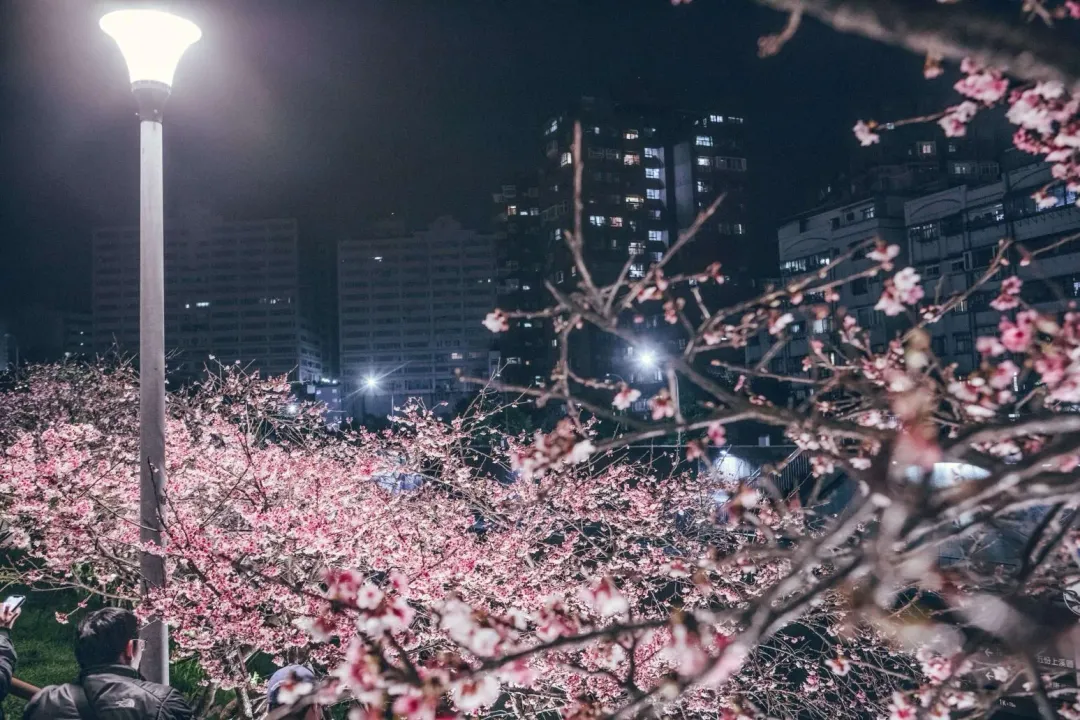 2025樂活夜櫻季正在樂活公園盛大展開，以「櫻花樹下的幸福」為主題。（圖/台北市政府工務局公園路燈工程管理處)