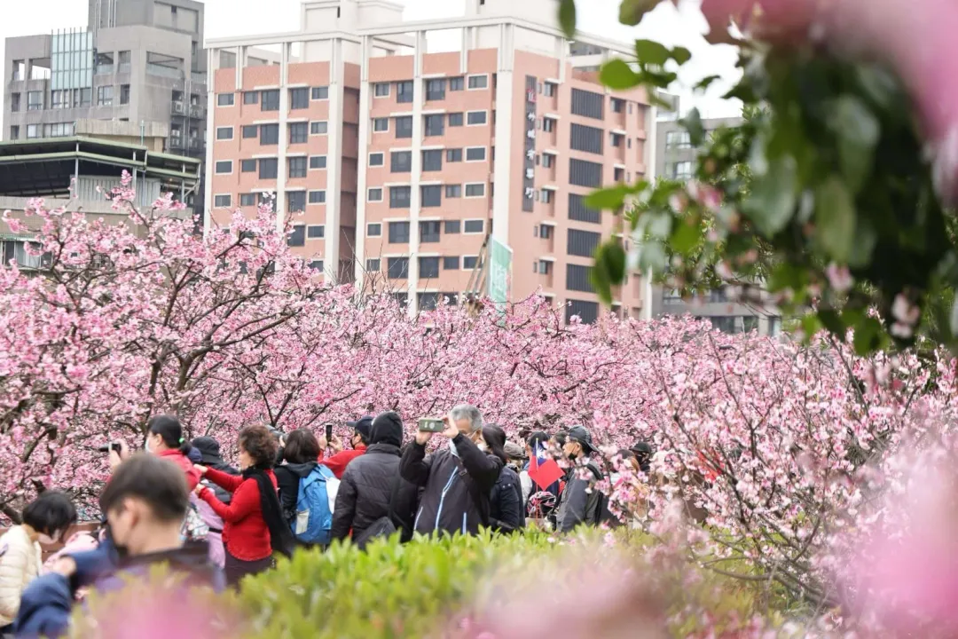 白天的櫻花一樣美麗。（圖/台北市政府工務局公園路燈工程管理處)