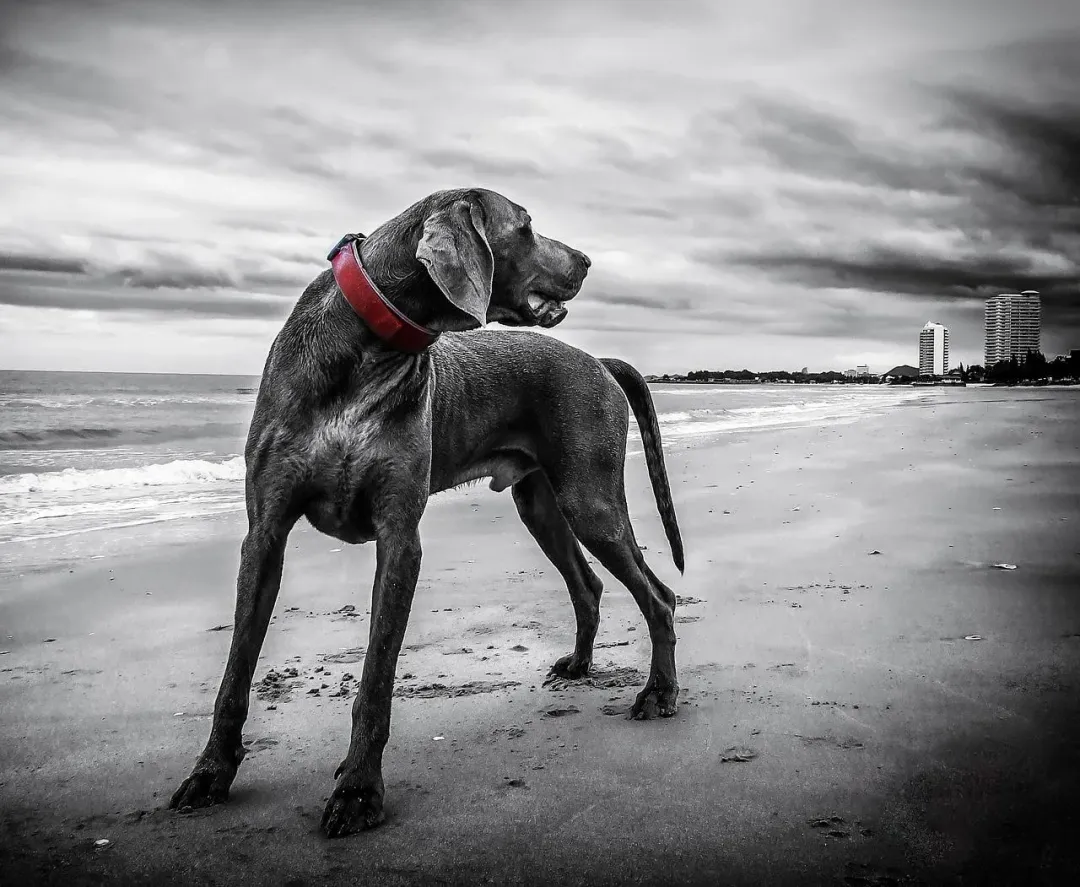 黑狗示意圖。（圖／Pixabay）