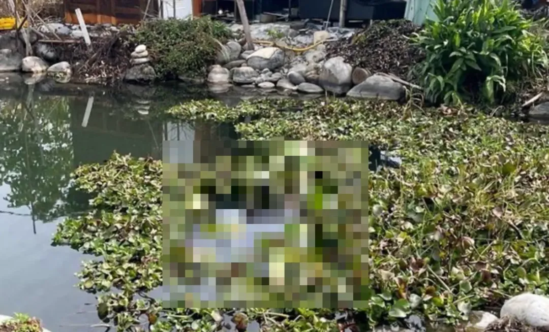 失蹤男子被發現陳屍在水池。(圖/翻攝畫面)