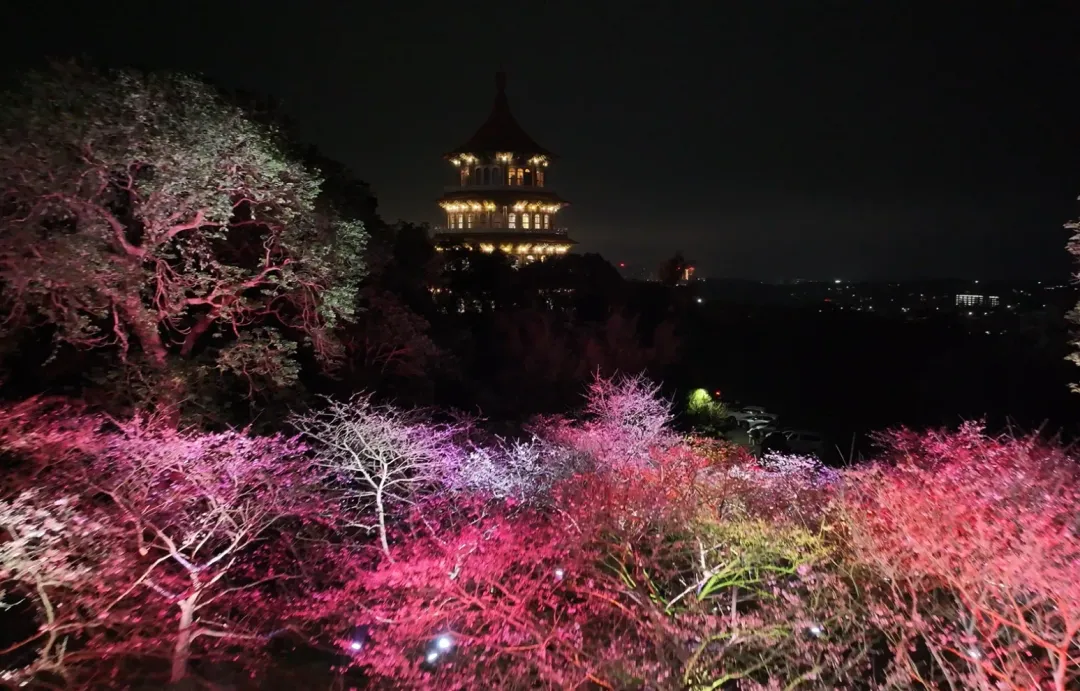 天元宮櫻花林晚上會點燈，在夜晚呈現不同風情。（圖／新北市政府提供）