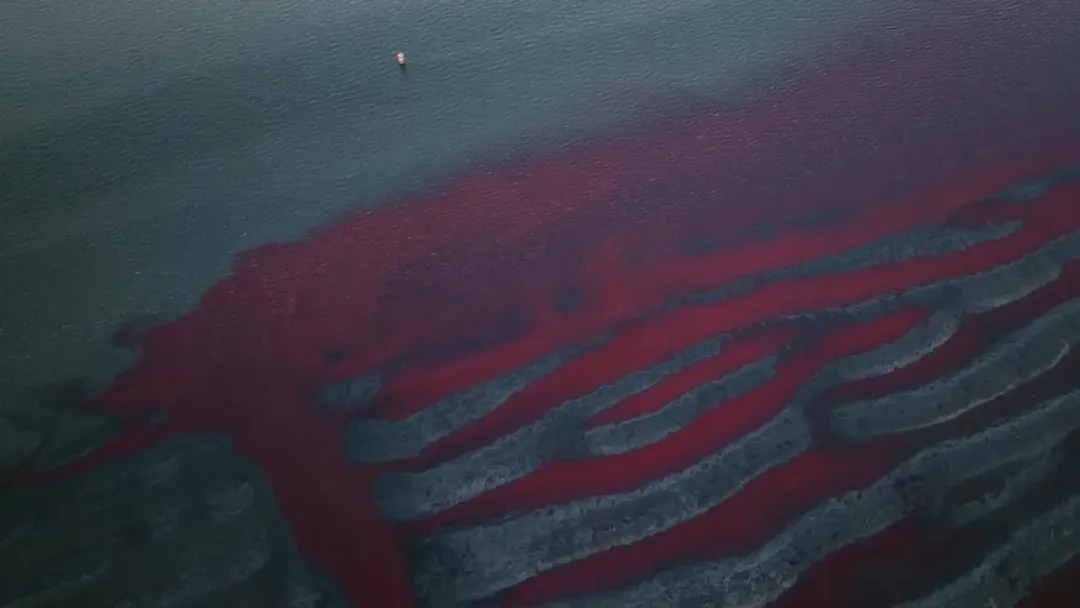 阿根廷一處溪流的水被染紅,流入大海。(圖/美聯社)