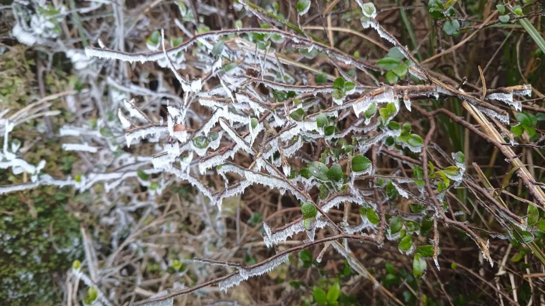 有網友8日下午分享七星山上植物結冰霰的畫面。(圖/翻攝自Facebook@發現陽明山)