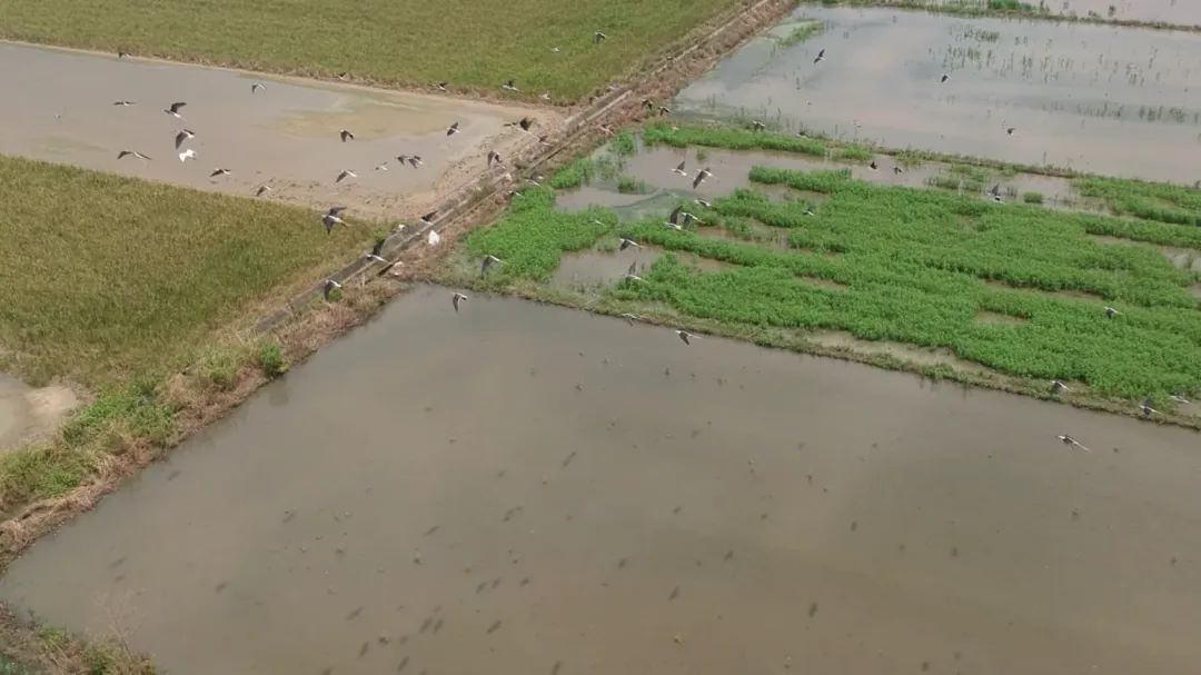 由於台灣多地建築是在濕軟土地上建造，地震造成土壤液化風險大大增加。（示意圖／中天新聞）