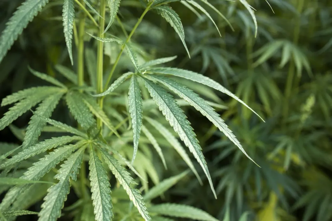 芭塔雅一座大麻種植園13日晚間驚傳大火。（示意圖／翻攝Freepik）
