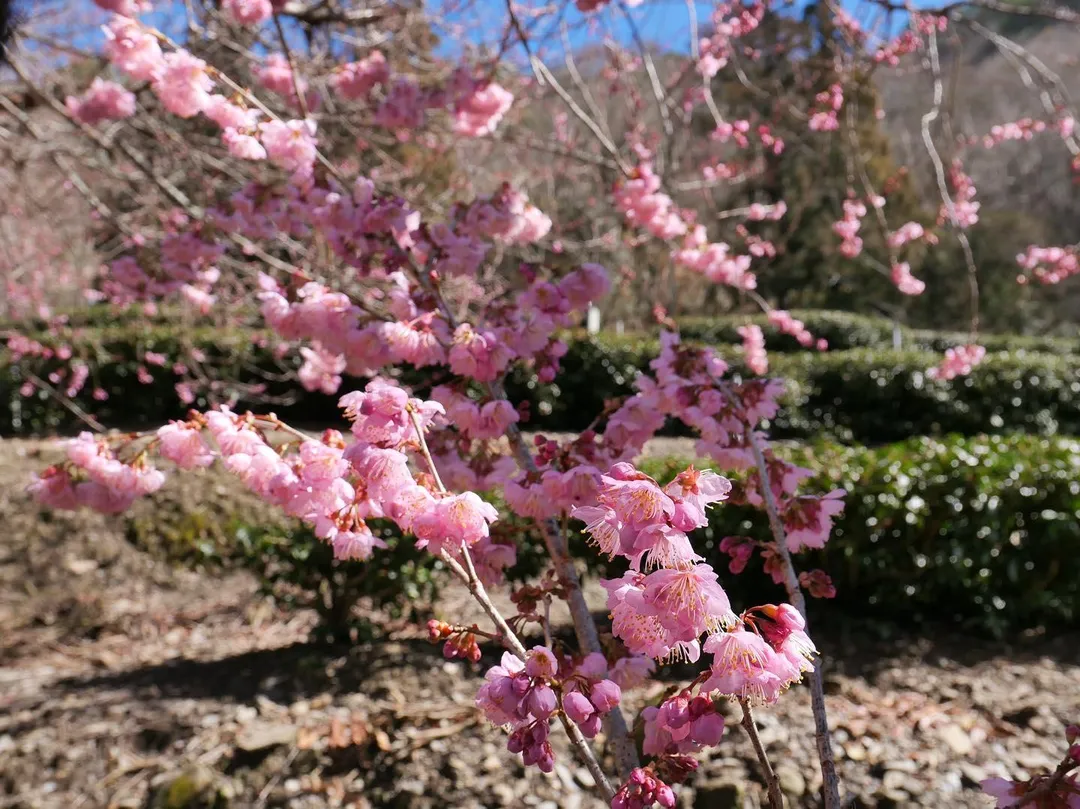 武陵農場一帶的兆豐茶園開滿「紅粉佳人」，年年為初春帶來盎然生機。（圖／資料照／翻攝自Facebook@武陵農場Wuling Farm）