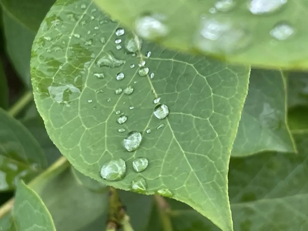 2/18「雨水」節氣到。（示意圖／PhotoAC）