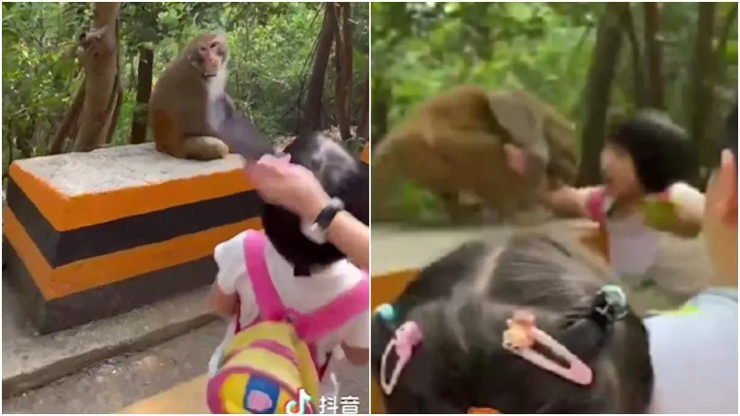 深圳女童突然被野猴抓手臂狠咬。(圖/翻攝微博)