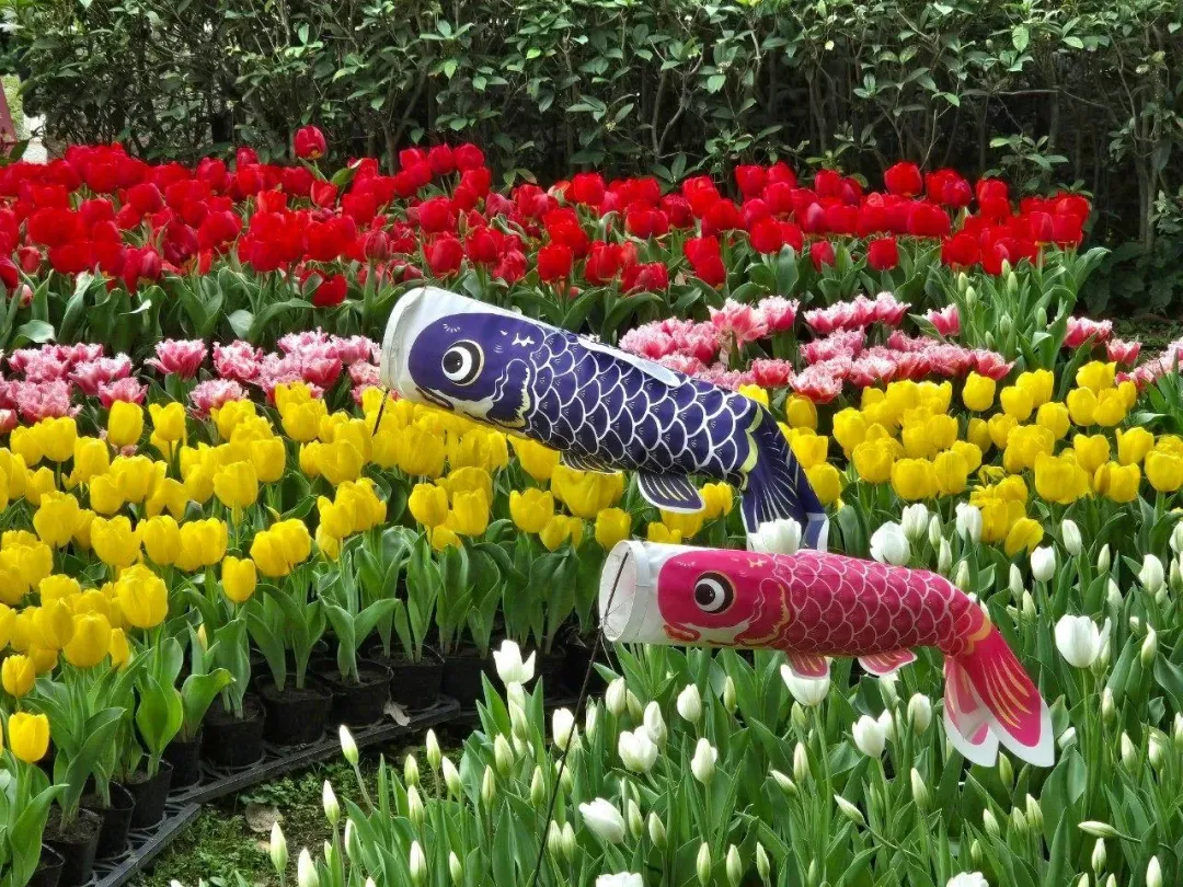 台日友好展區有日本獨有品種的鬱金香。(圖/台北市園藝管理所提供)