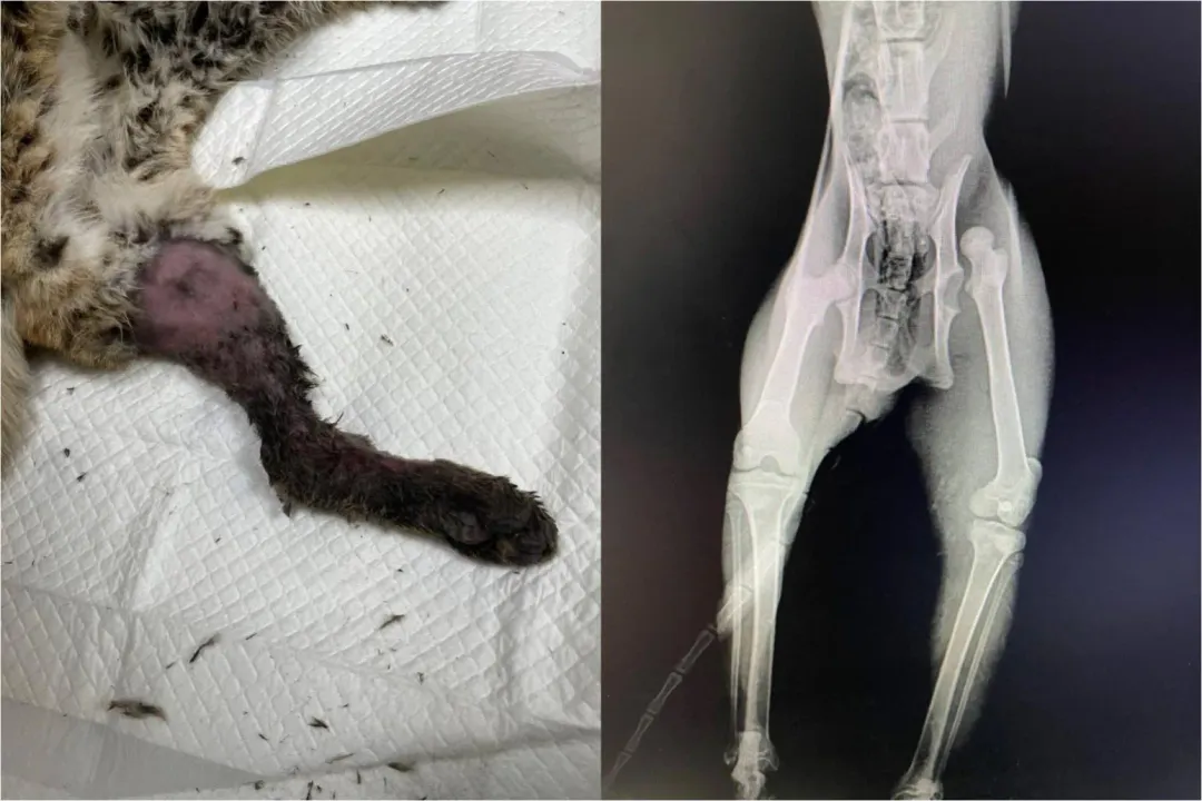 小石虎左後腿脫臼。（圖／農莊莊主曹富雄提供）